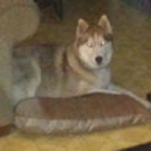 Meet your Posher, Kittie